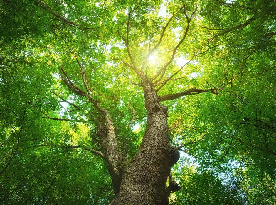 Sustainable practices showing a tree growing