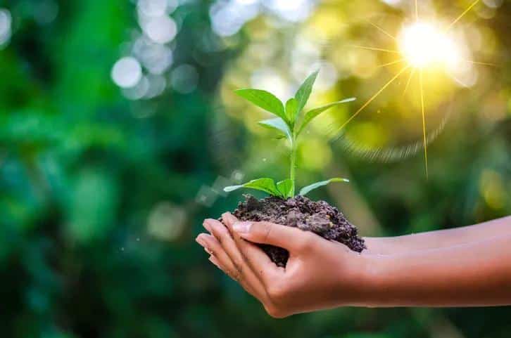 Hand holding a plant